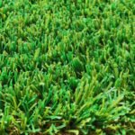 LANDSCAPING GRASS